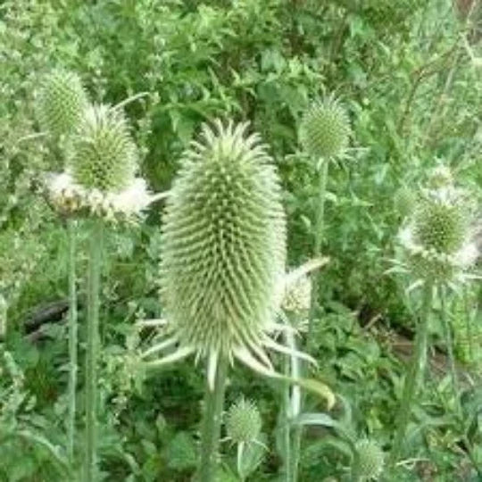 Dried Teasel Cuttings - Dipsacus Sativus for Floral Arrangements & Craft Supplies, Natural Decor