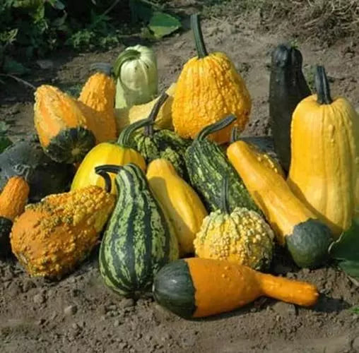Lunch Lady Gourd Seeds (10 Seeds) - Exotic Cucurbita pepo Pumpkin Variety