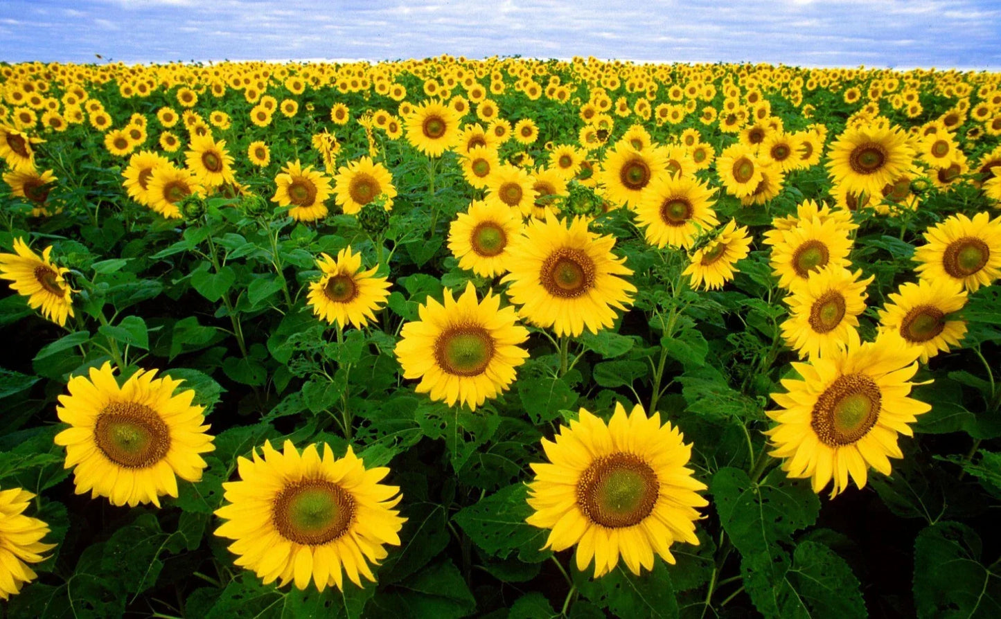 Autumn Beauty Sunflower Seeds - 100 Count Helianthus annuus for Colorful Garden Flowers