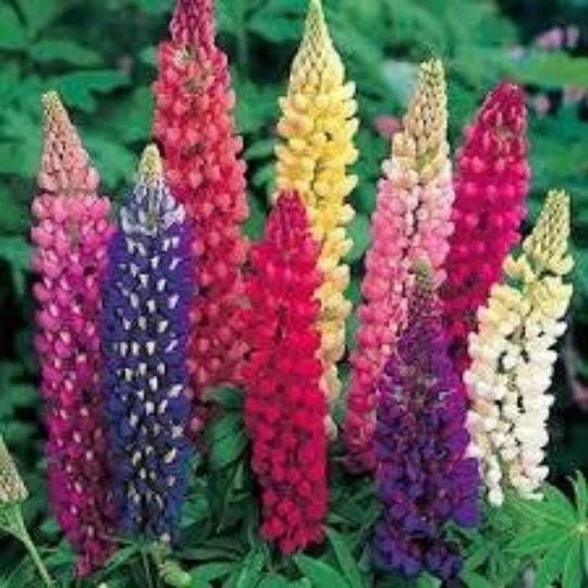Lupine Seeds 40 Count Russell Mix Perennial Flower for Borders, Cottage Gardens, Wildflower Patches Lupinus Polyphyllus