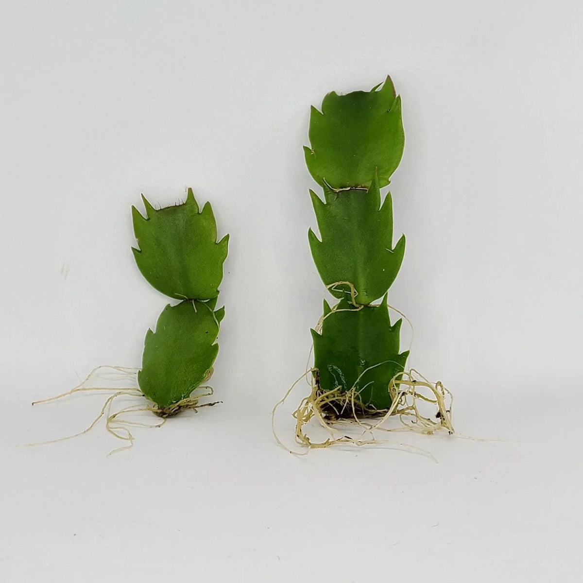 Thanksgiving Cactus Plant - Rooted Schlumbergera Truncata Indoor Houseplant