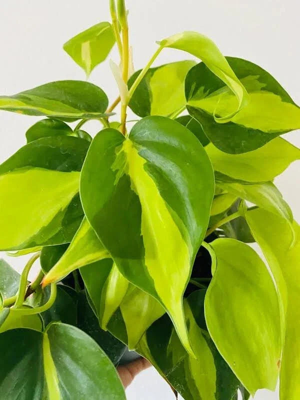 Philodendron Brasil Cuttings - Unrooted Live House Plant Propagation - Philodendron hederaceum 'Brasil'