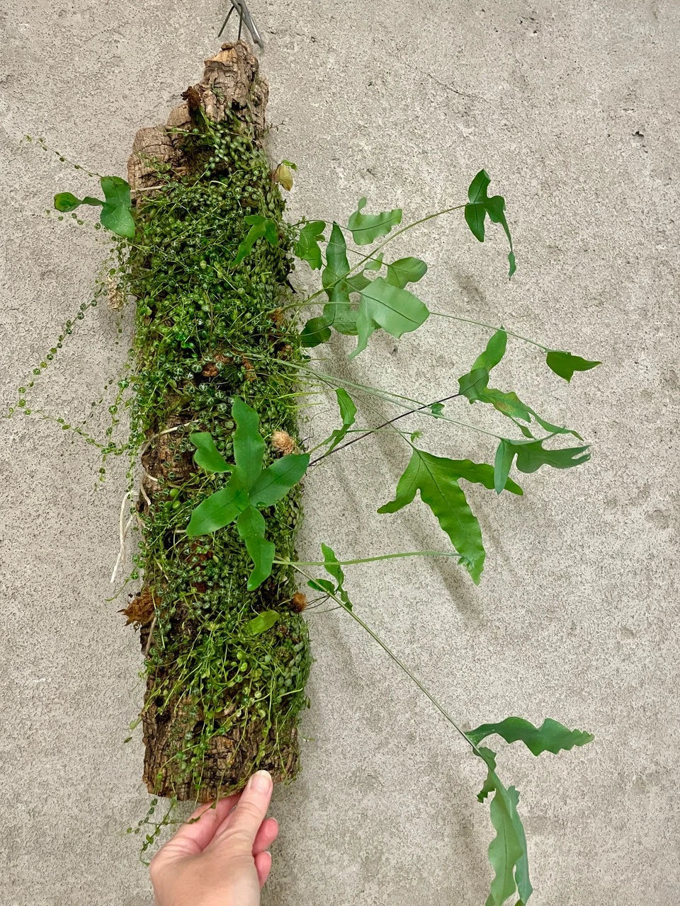 Jungle Log Garden with Peperomia and Rabbits Foot Fern - Live Indoor Plant Display - Unique Log Arrangement
