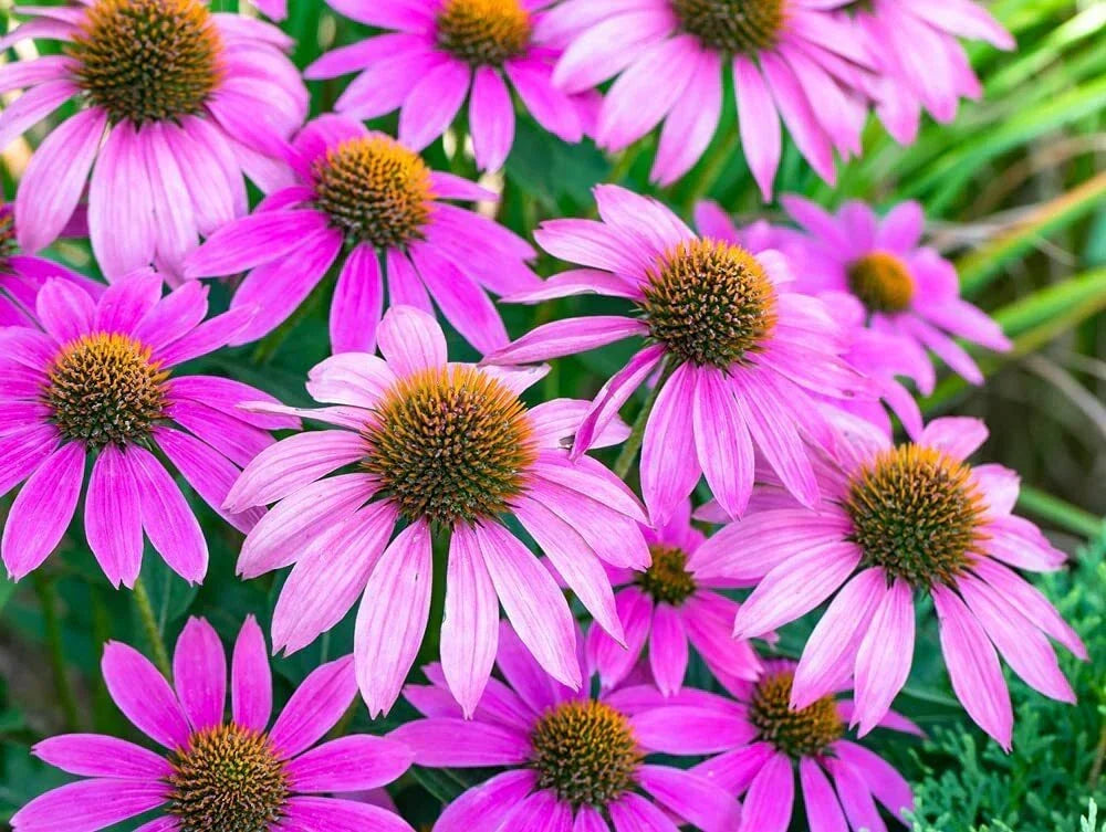 Purple Coneflower Seeds - 500+ Seeds - Echinacea purpurea - Grown in USA, Ships from Iowa