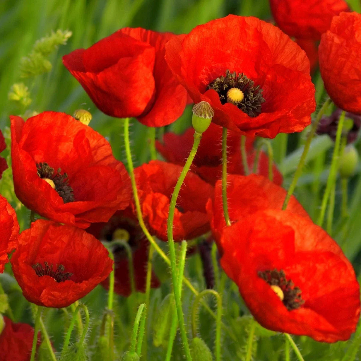 Red Poppy Wildflower Seeds 1/4 Lb - Papaver rhoeas - Annual Wildflower for Gardens & Meadows