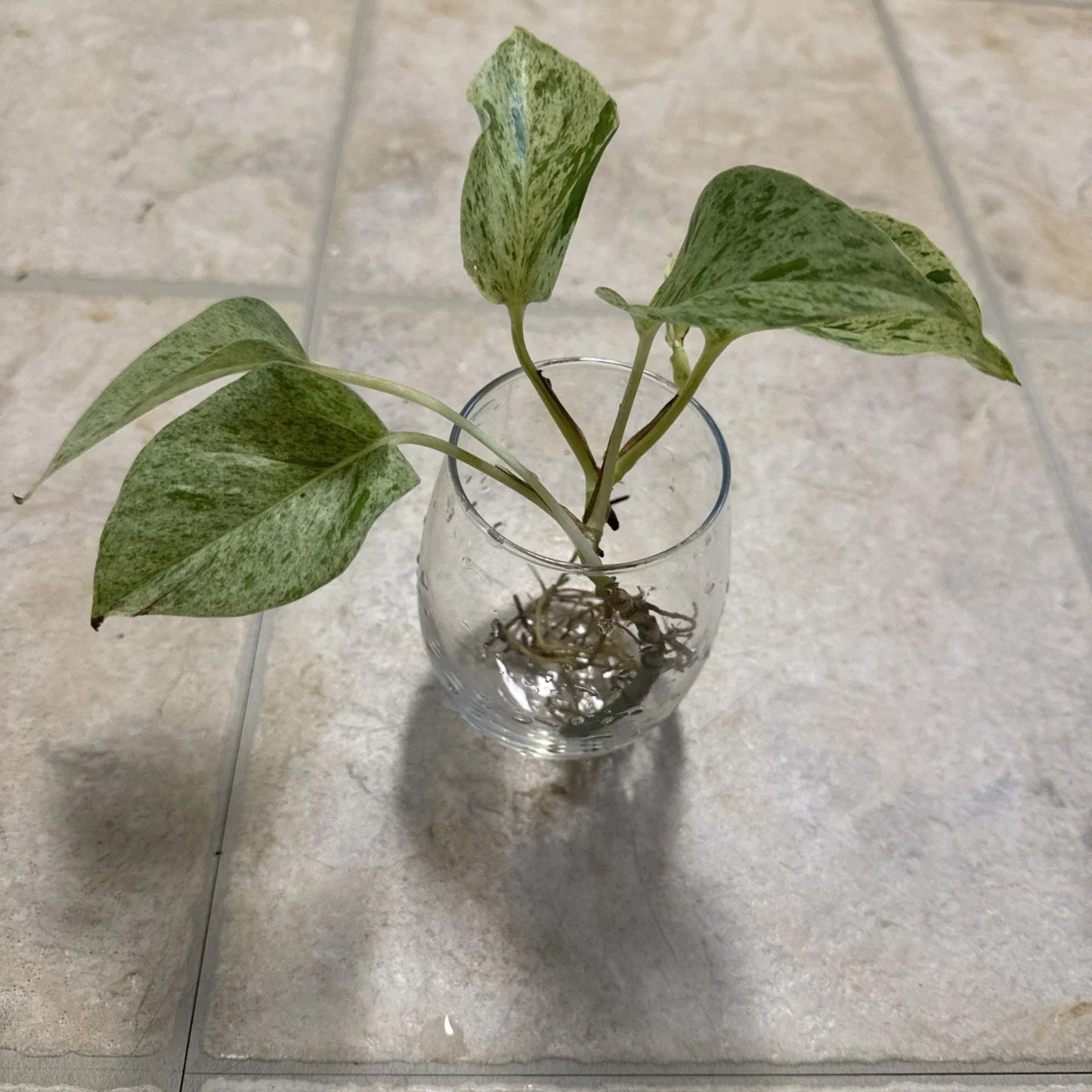 Pothos Cutting with Roots - Marble Queen Variegated Houseplant - Epipremnum aureum