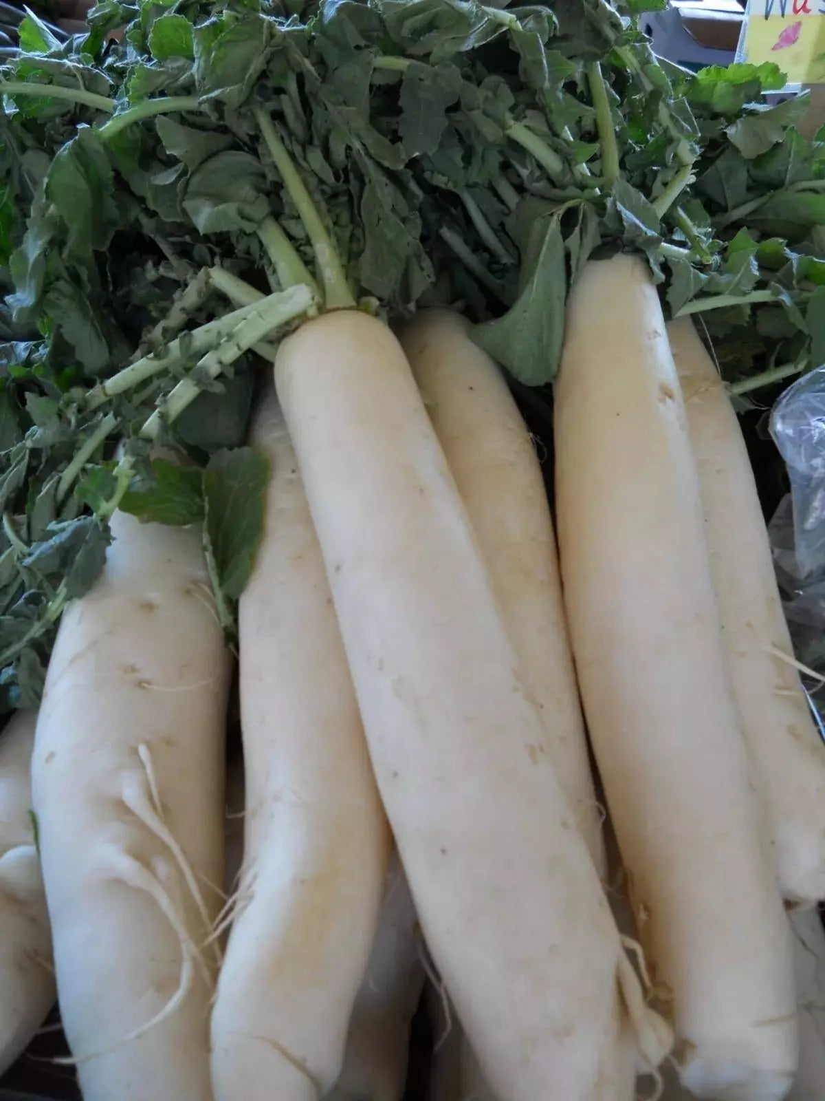 Daikon Radish Seeds - Organic Heirloom Japanese Minowase - NON-GMO, 200+ Seeds for Home Garden, Salad, Pickling, Stir-Fry