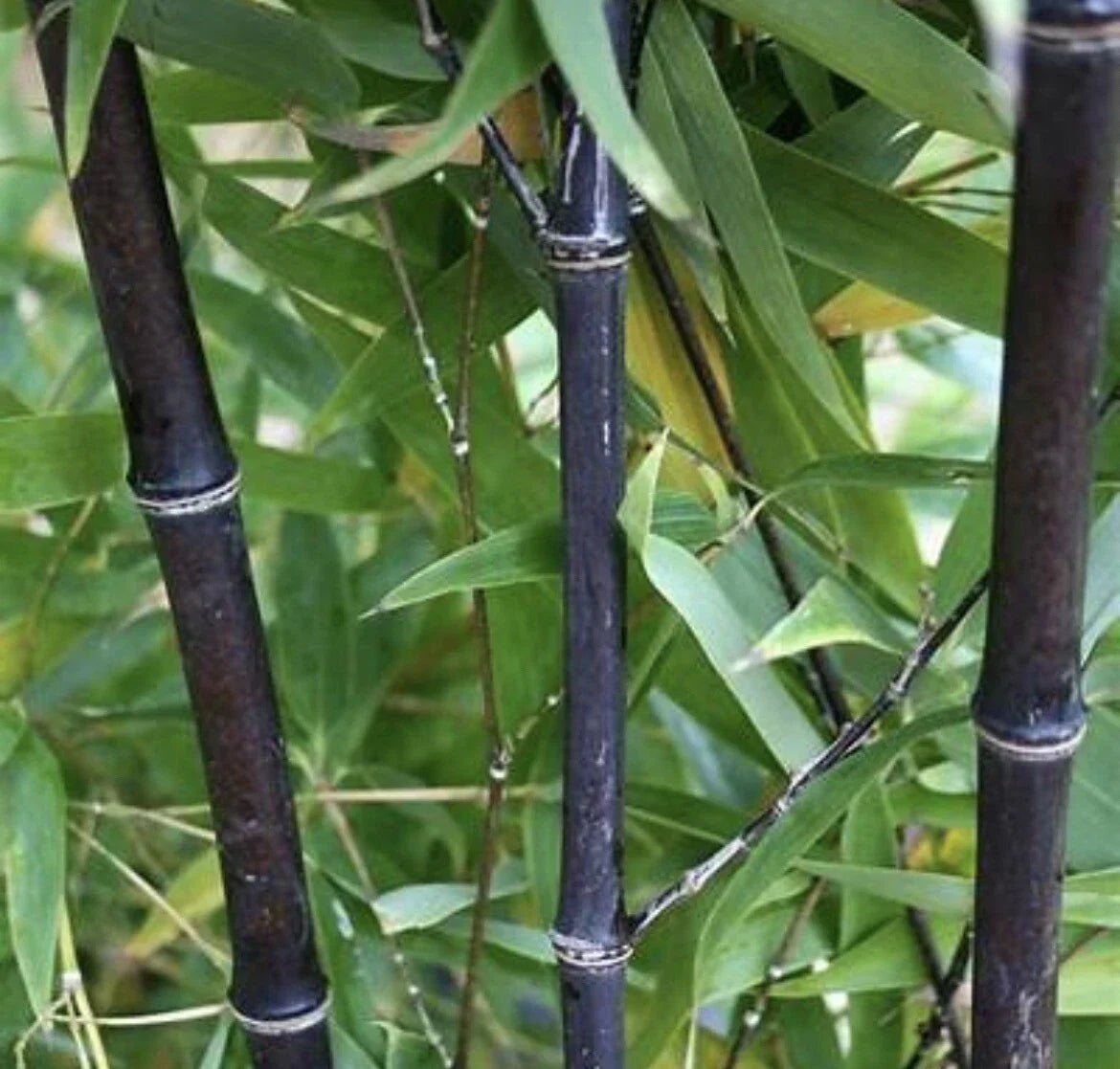 Black Timber Bamboo Rhizome - 2 Live Phyllostachys Nigra Bare Root Plants for Privacy Screen, Exotic Black Bamboo Garden Plant