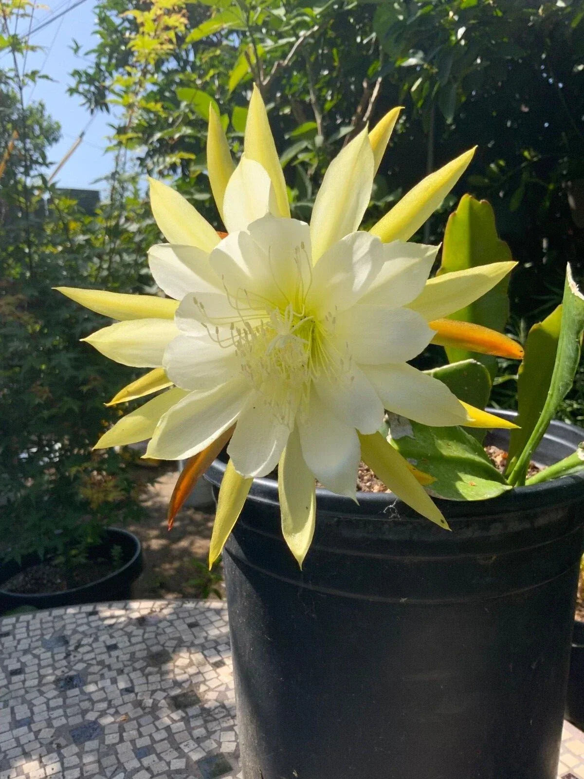Epiphyllum Orchid Cactus Cuttings - White Yellow, 5-8 Inches, Propagation, Epiphyllum oxypetalum, Indoor Plant