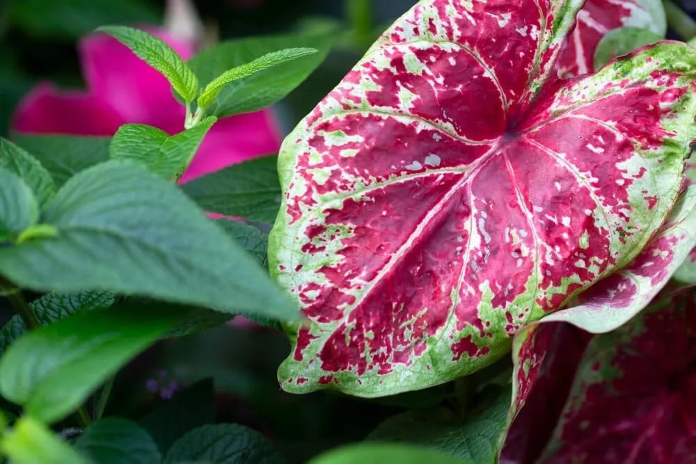 Caladium Bulbs Sizzle Variety - Colorful Foliage Caladium bicolor