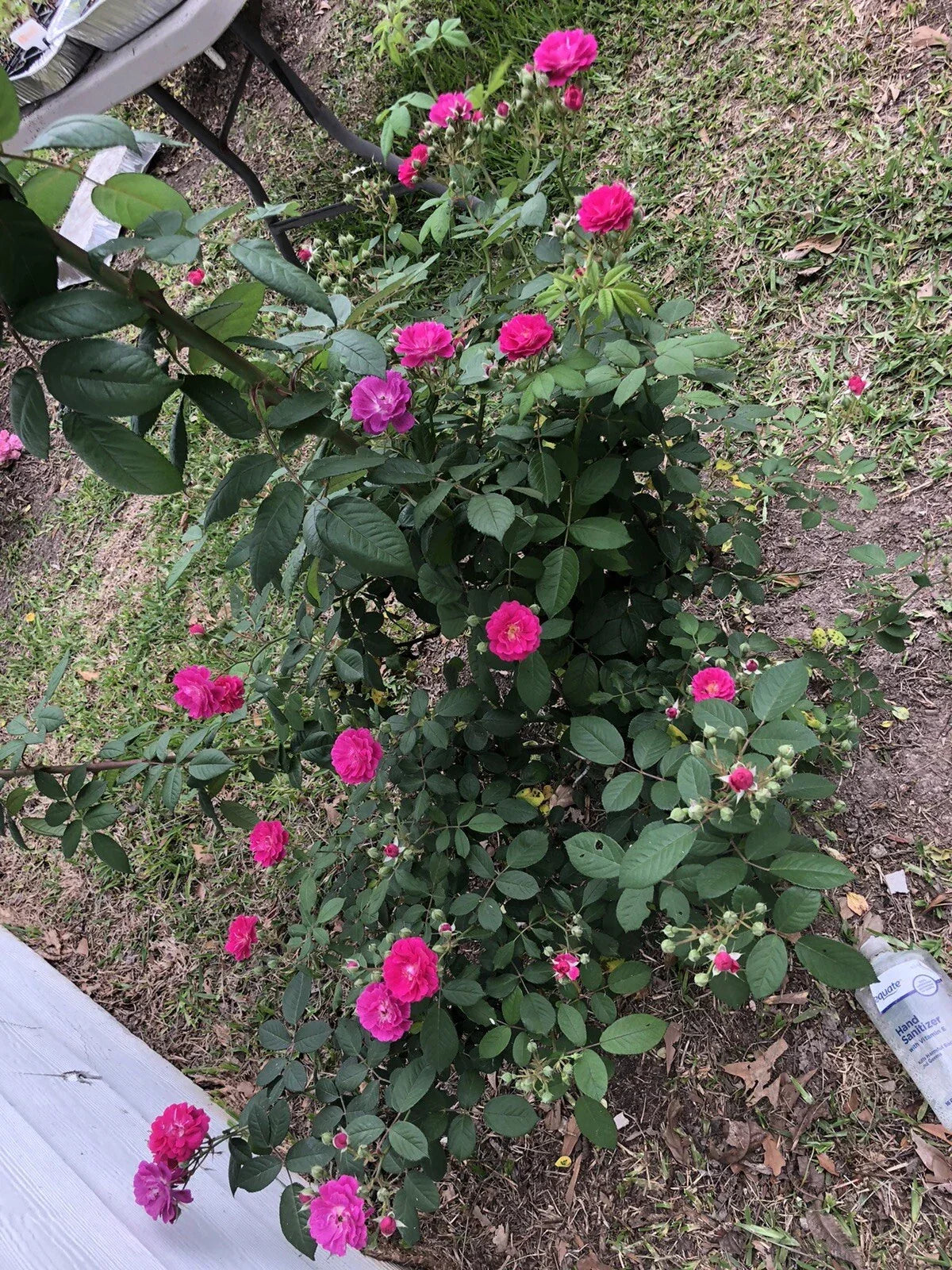 Seven Sisters Rose Cuttings 10-Inch Climbing Rosa 'Seven Sisters' Garden Landscape Plant Set of 6