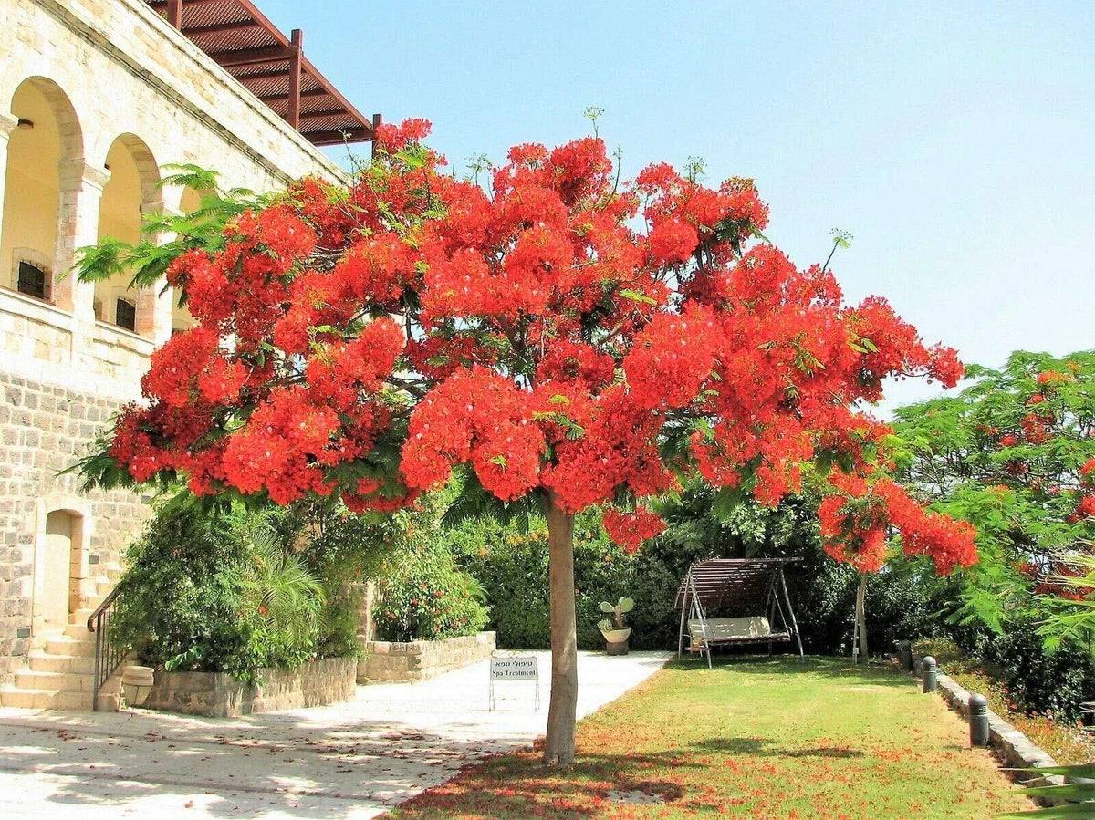 Royal Poinciana Tree 1 Gallon - Delonix Regia Red Flame Flamboyant Flower Plant