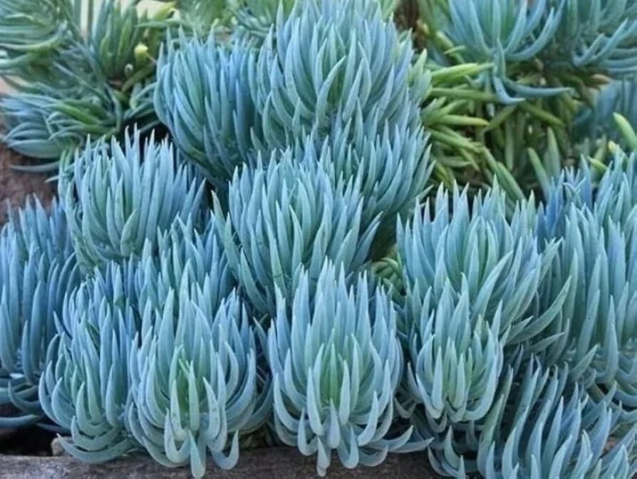 Blue Chalk Sticks Succulent Cutting | Senecio mandraliscae | Rare Live Plant | Easy Care, Drought Tolerant, Indoor & Outdoor Garden