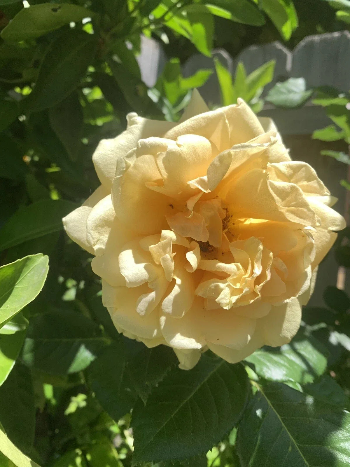 Pale Golden Rose Cuttings 6-Inch Logs No Roots, Fragrant Rosa spp. 5 Pack for Garden, Climbing or Bush Varieties