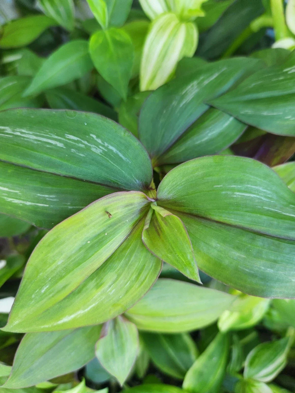 Wandering Jewel Plant Unrooted Cutting - Flame Dance - Tradescantia Zebrina - Indoor Houseplant, Trailing, Easy Care