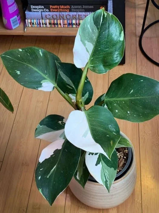 White Princess Variegated Philodendron Small Rooted Starter Plant - Philodendron 'White Princess' Indoor Plant