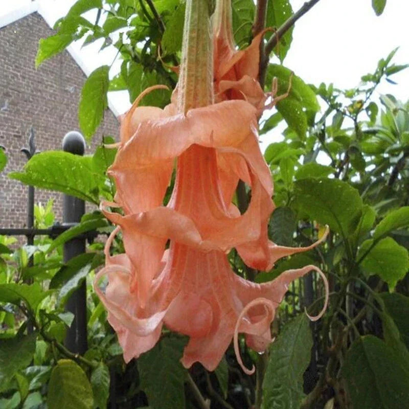 Triple Flamango Angel Trumpet Seeds - Brugmansia spp. - Vibrant Orange & Yellow Flowers - 10 Seeds for Garden & Container