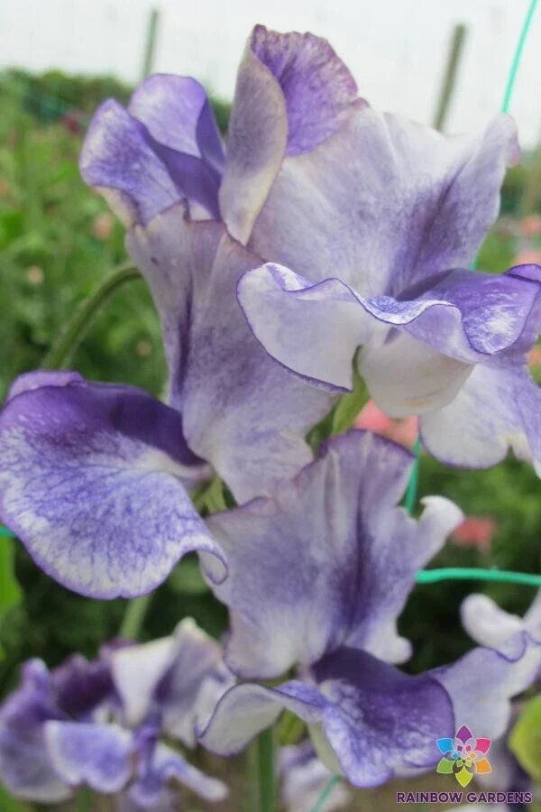Frances Kate Sweet Pea Seeds - 50 Pack Lathyrus odoratus USA Grown
