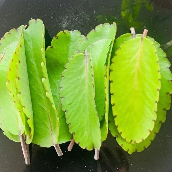 Fresh Bryophyllum pinnatum Leaves - Medicinal Herb, Life Plant, Organic Indoor Gardening, Succulent Propagation