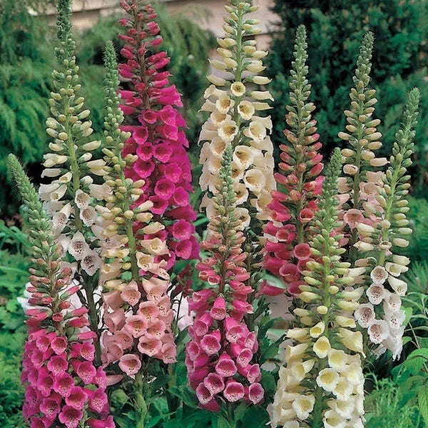 Foxy Mix Foxglove Seeds | Non-GMO Digitalis purpurea Flower Seeds for Garden Borders & Pollinator Attracting