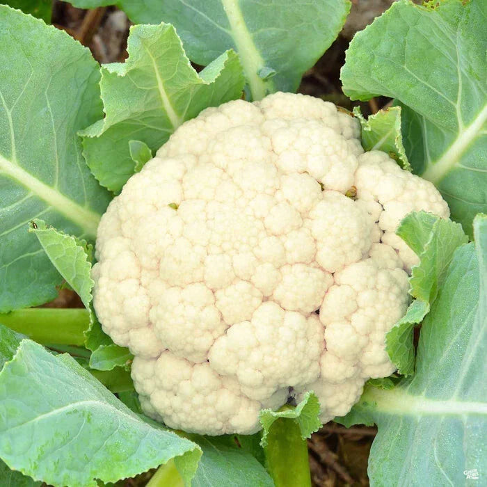 Early Snowball Cauliflower Plants Set of 4 | Heirloom Brassica oleracea Live Starters