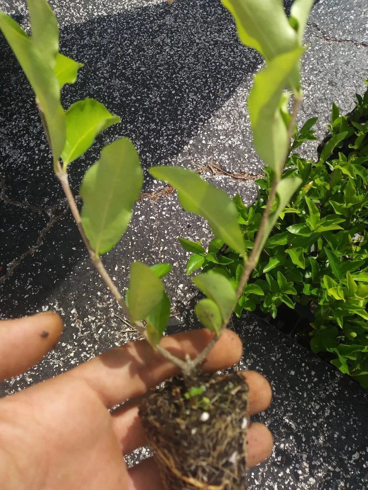 Acerola Cherry Tree Plant - Live Pesticide-Free Barbados Variety - Malpighia emarginata, 1-2 ft Tall