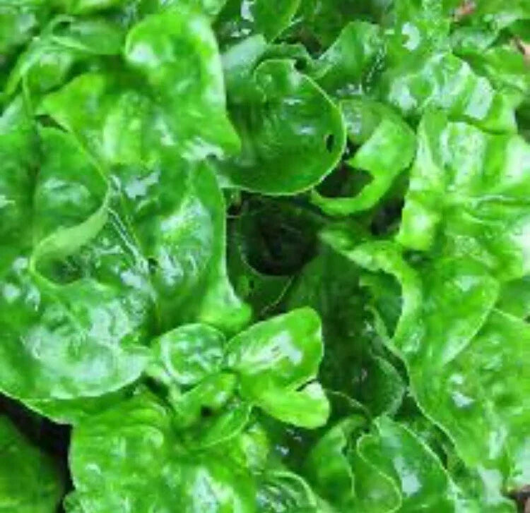 Brazilian Spinach Cuttings - Organic 4-5 Inch Sissoo Spinach Alternanthera Sissoo for Gardens