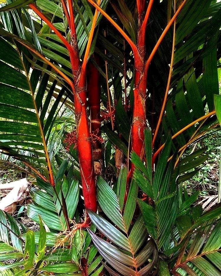 Areca Vestiaria Red Palm 1G – Rare Red Crownshaft Palm, Exotic Sunset Variety, Tropical Garden Indoor Plant, Areca vestiaria