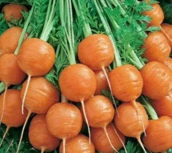 Parisian Carrot Seeds - 500+ Non-GMO Vegetable Garden Seeds for Culinary Use, Daucus carota