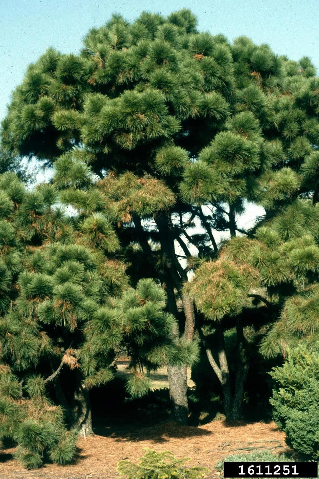 Loblolly Pine Tree Live Plant Set of 2 - Pinus taeda 12-16 Inches Hardy Zones 5-9