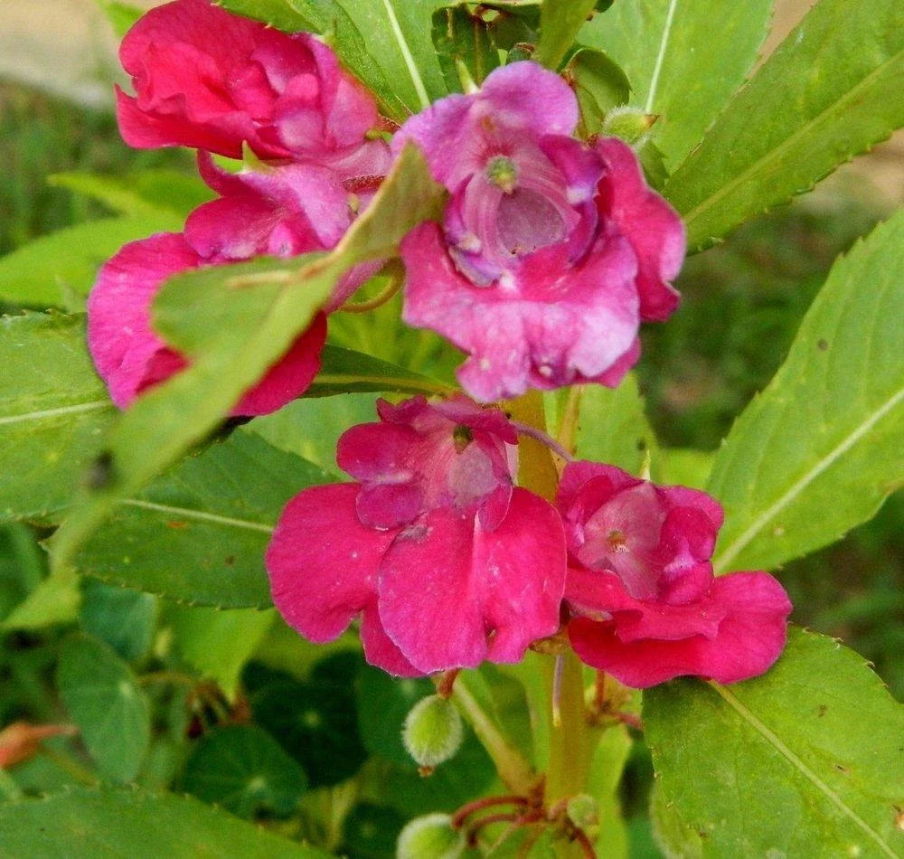 Balsam Camellia Seeds - Impatiens Balsamina Annual Flower Seeds - Non-GMO, Bright Colors, Easy to Grow, Garden, USA