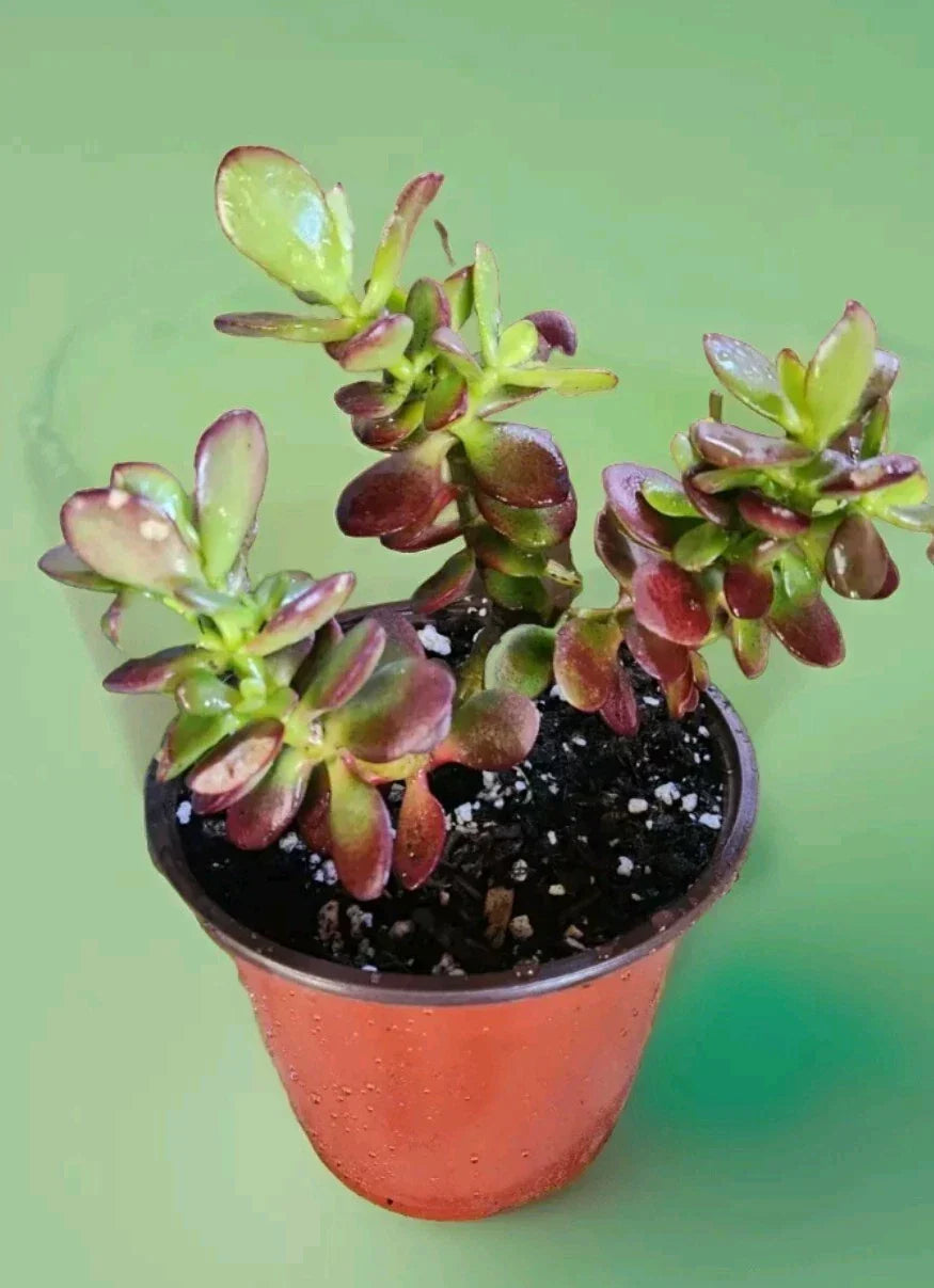 Bare Root Jade Plant Crassula Ovata Indoor Outdoor Succulent Good Fortune Energy Plant