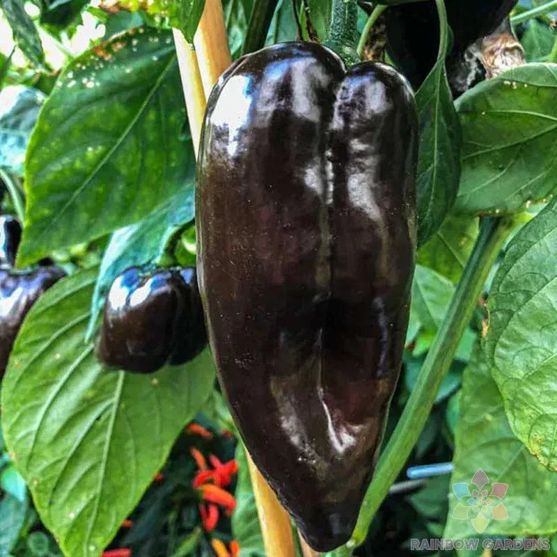 Mulato Isleno Hot Pepper Seeds - 25+ Capsicum annuum Seeds for Garden Planting