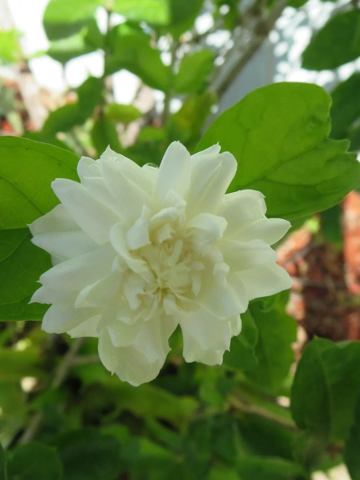 Grand Duke of Tuscany Jasmine Cuttings - 5 Unrooted Live Climbing Vine Jasminum sambac for Fragrant Garden, Indoor or Outdoor Plant