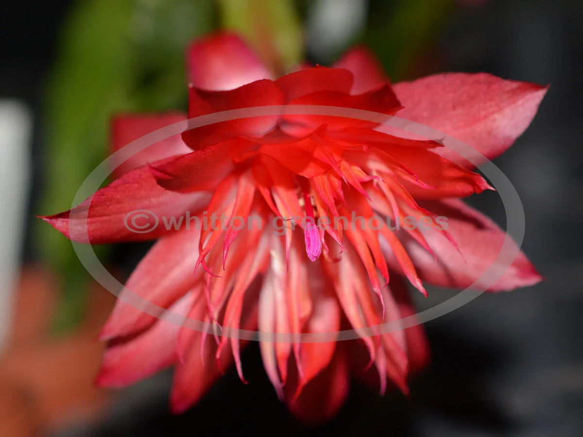 Thanksgiving Christmas Cactus Cuttings Schlumbergera Laranja Dobrada for Propagation