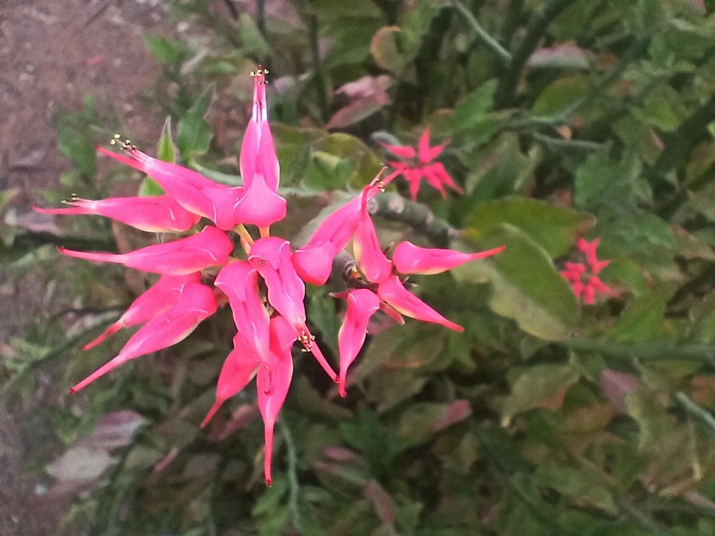 Fresh Cuttings of Devil's Backbone Succulent with Pink Slipper Flowers, Euphorbia tithymaloides, 4x12" Zigzag Plant