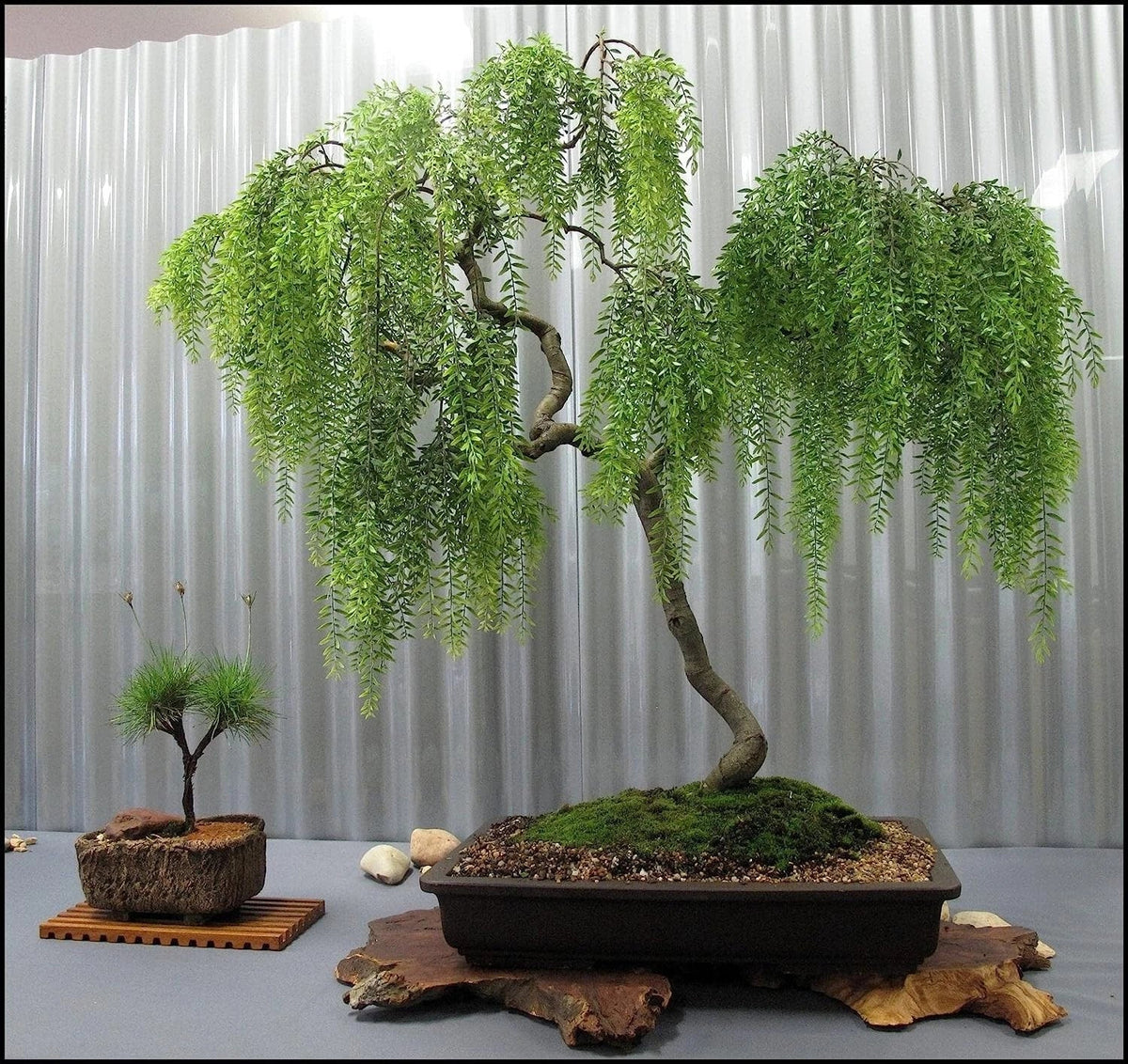 Long Leaf Weeping Willow Bonsai Tree Cutting - Salix babylonica for Indoor Gardening