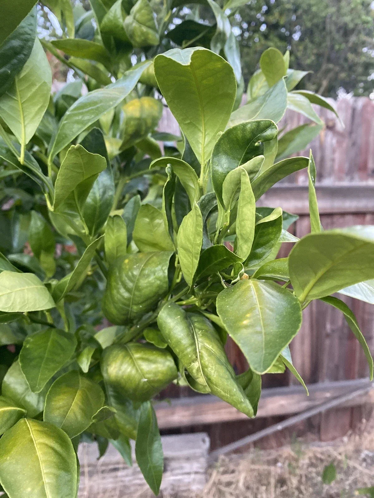 Un-rooted Pixie Mandarin Cutting Set – 6X Citrus reticulata 'Pixie' for Home Garden & Container Growing