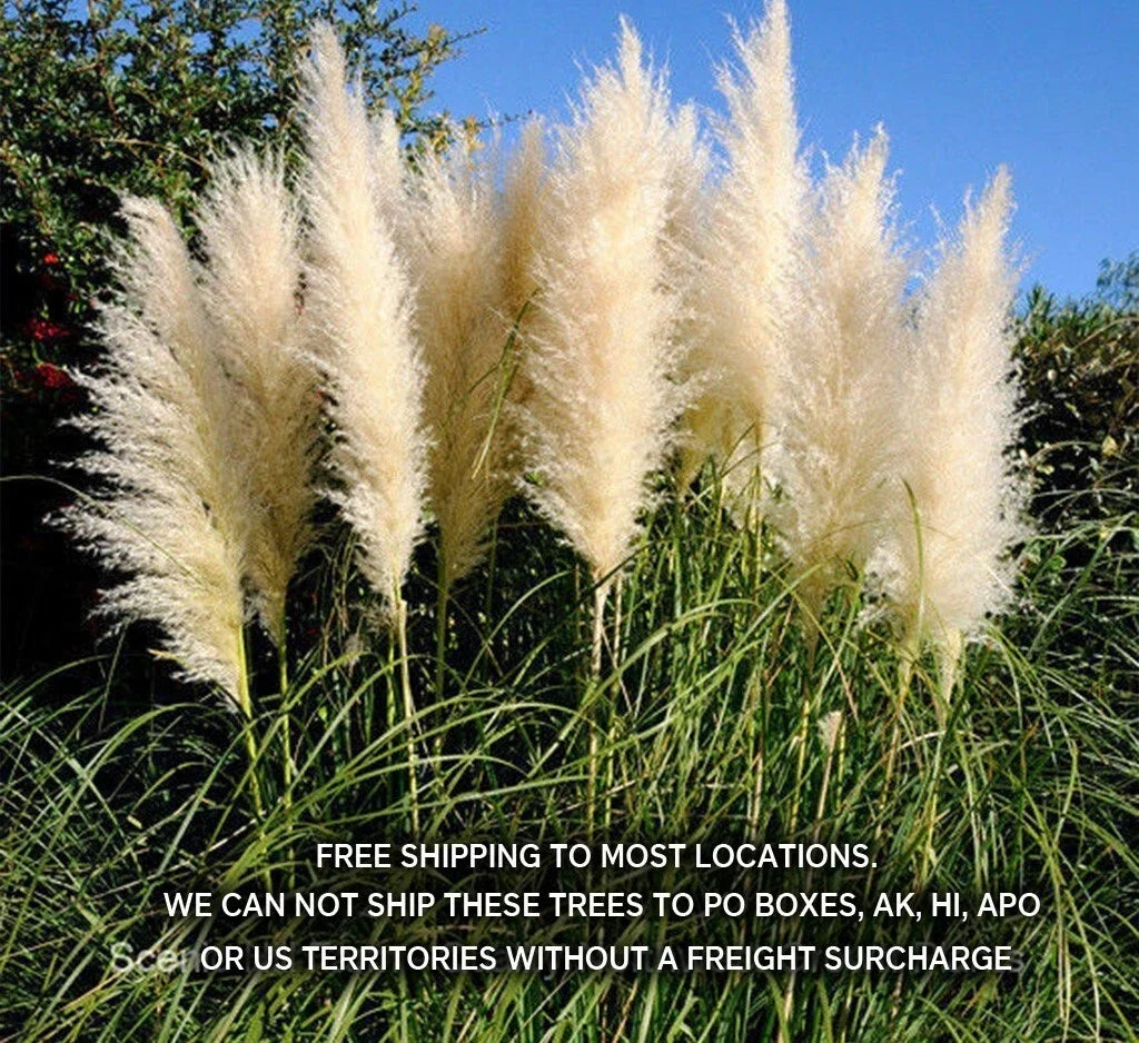 Potted White Pampas Grass Plants 3 Gallon Fully Rooted Clump Cortaderia Selloana for Garden, Landscape, Ornamental