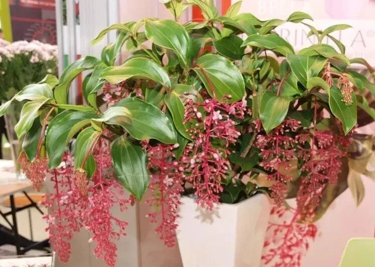 Medinilla Plant Starter - Bella Magnifica - Rare Live Well Rooted Houseplant - Tropical Foliage Plant - Medinilla magnifica