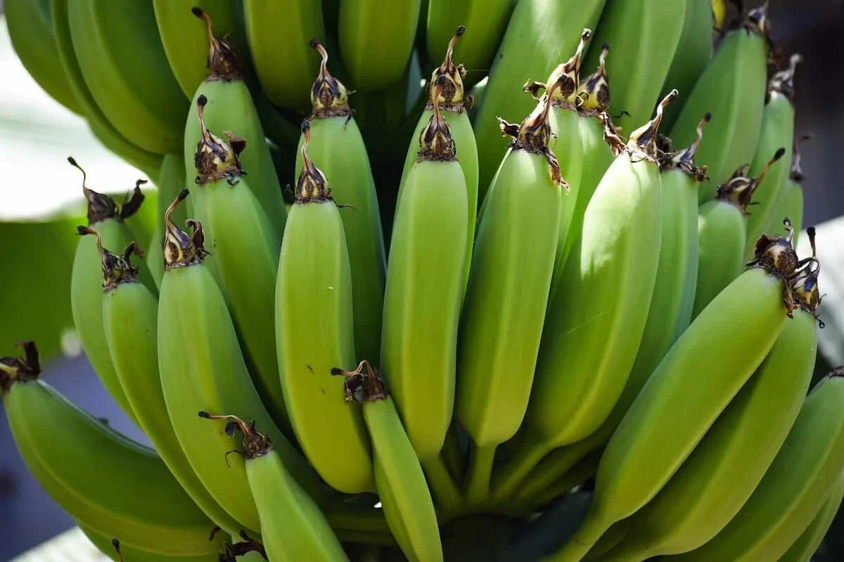 Organic Banana Plant – Bare Root Starter, Musa ‘Gran Nain’ Tropical Fruit Tree for Garden & Container Growing