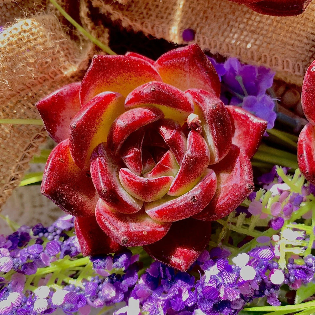 Rare Echeveria ‘LoveBird’ Succulent | Live Bare Root Plant for Indoor Decor | Easy-Care Rosette Succulent