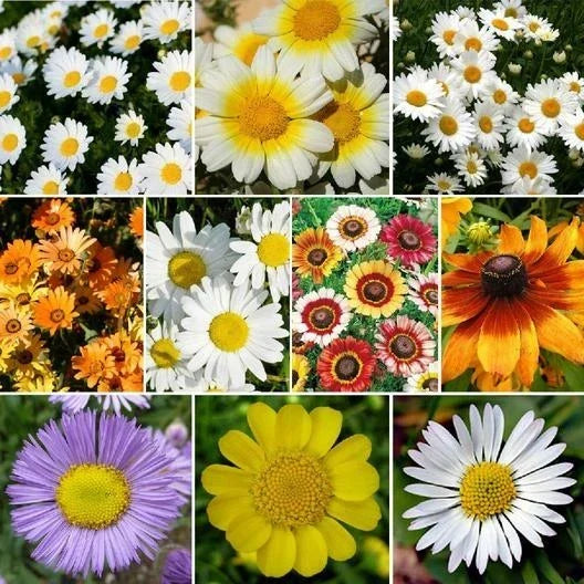Daisy Flower Seeds Mix - 1000 Non-GMO Seeds, 10 Varieties, Painted Shasta & More, Vibrant Garden Flowers