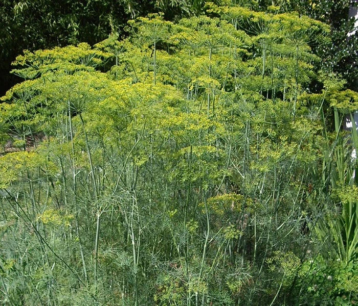 Dill Seeds - Long Island Mammoth Variety - Fragrant Anethum graveolens Herb Seeds - Culinary & Garden Use