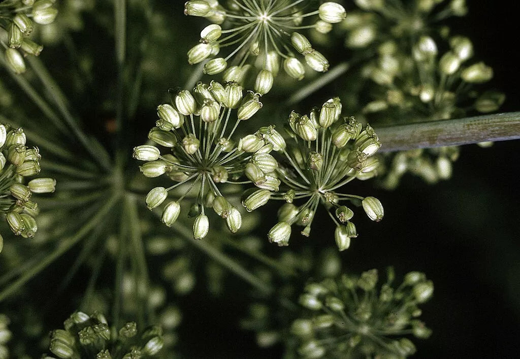 Angelica Seeds - 100 Non-GMO Seeds for Herb Garden - Angelica archangelica - Free Shipping
