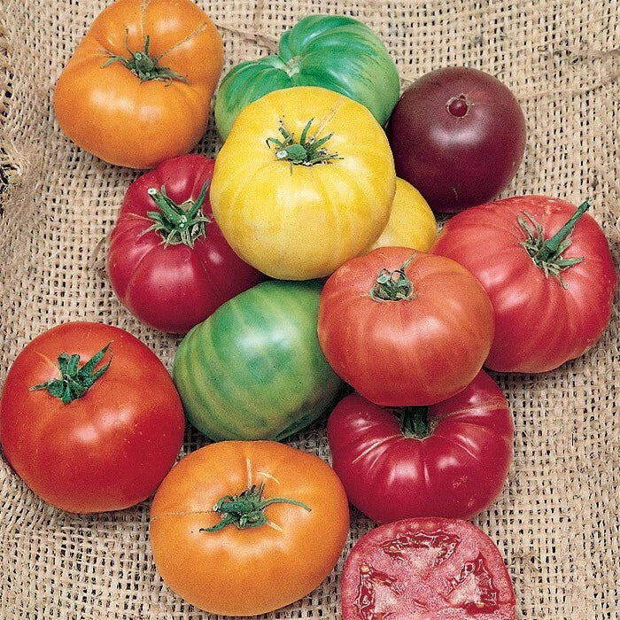 Rainbow Beefsteak Tomato Seeds - Organic Heirloom Non-GMO Solanum lycopersicum, 120+ Seeds, Colorful, Juicy, Indeterminate