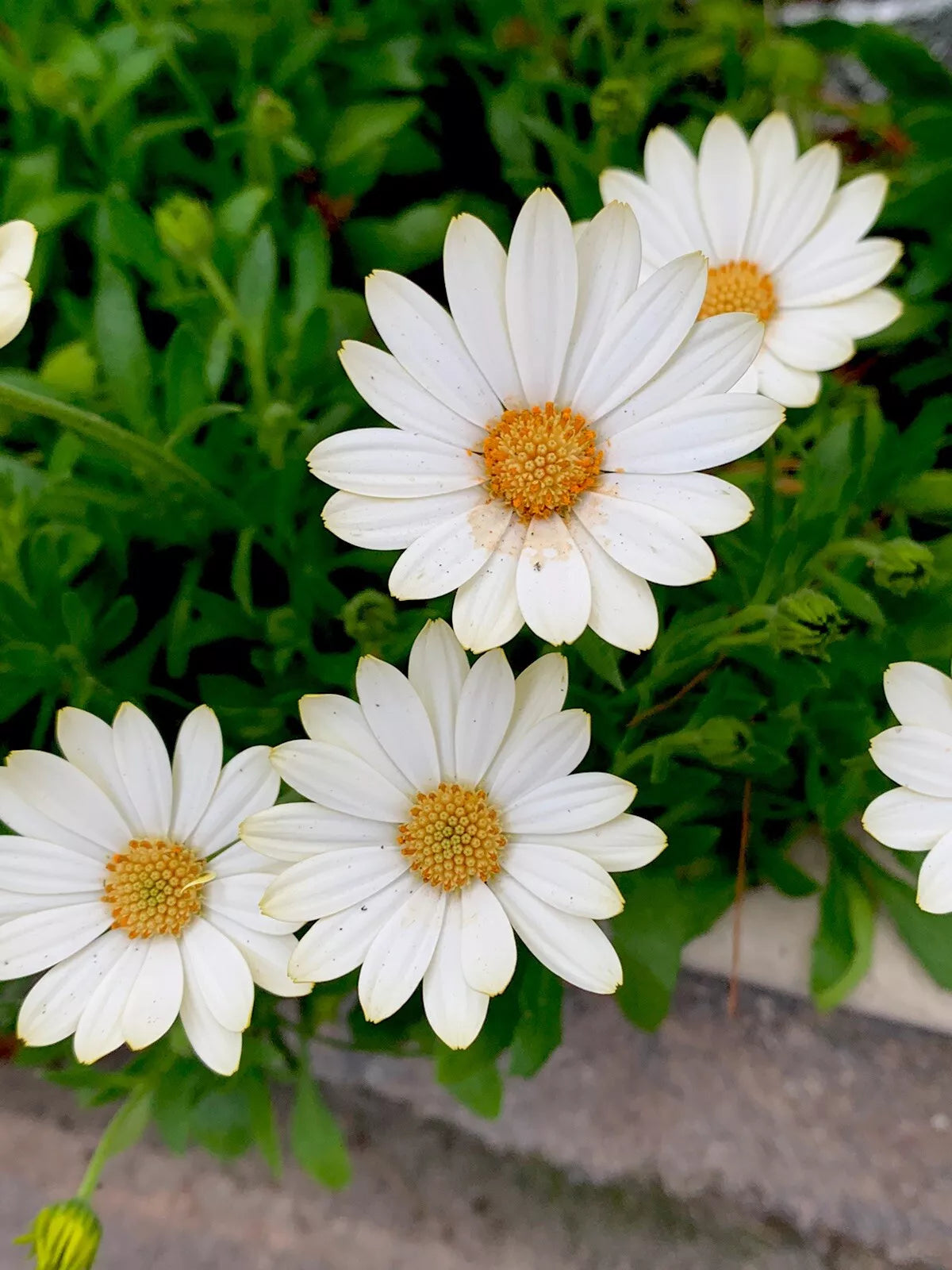 African Daisy Plant Potted Starter Osteospermum Cream Yellow Perennial Garden Flower