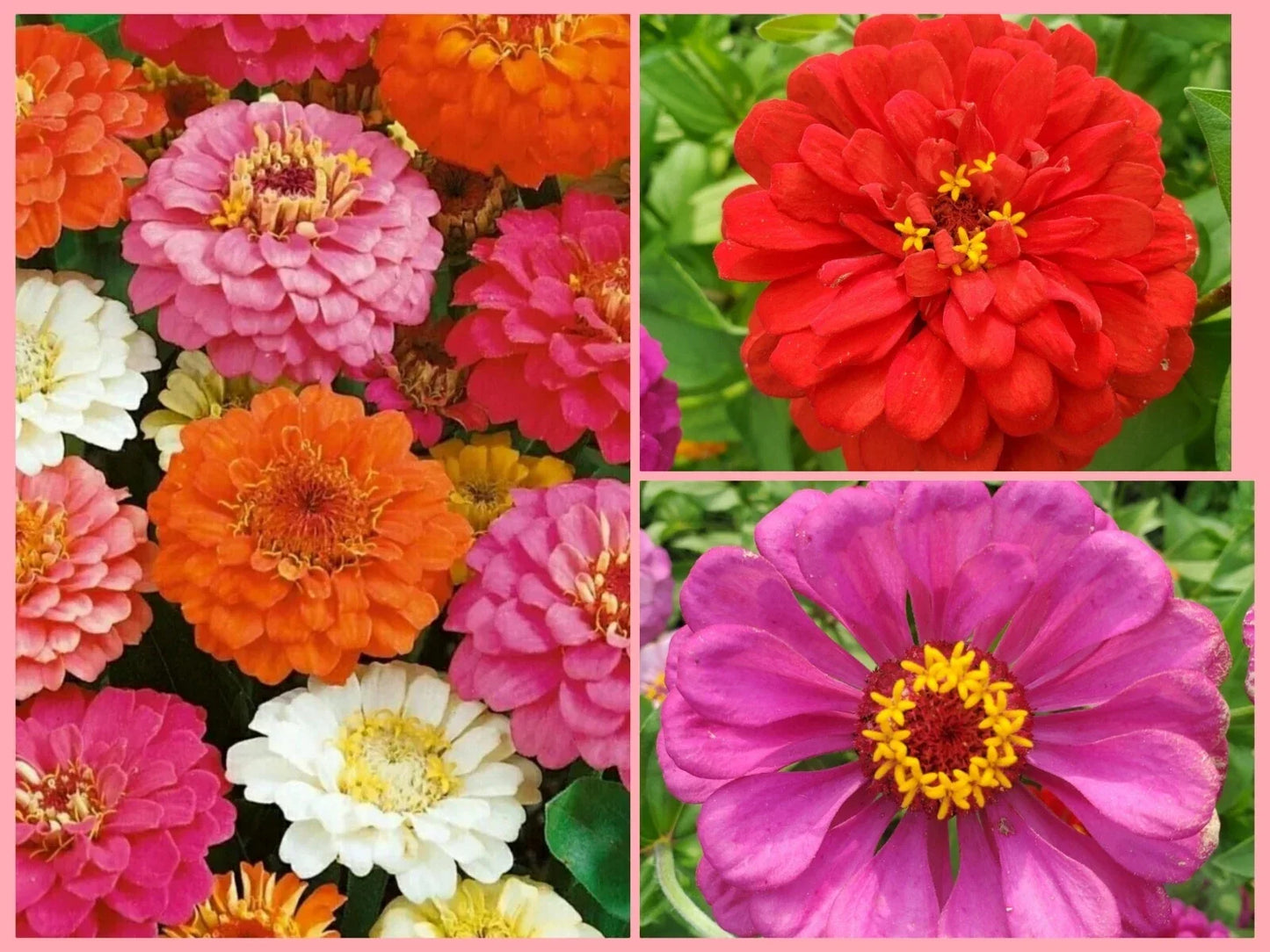 Giant Double Zinnia Flower Seeds - 60+ Non-GMO Bright Colorful Blooms for Garden & Cut Flowers - Zinnia elegans
