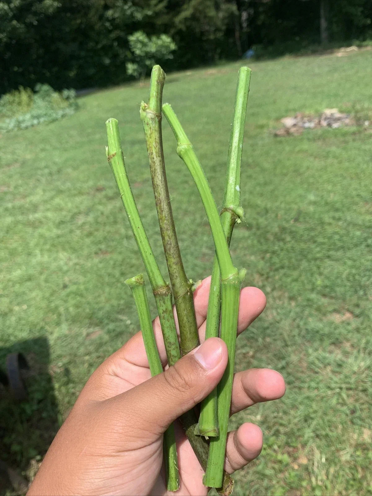 Fig Tree Cuttings - 5 Organic Propagation Cuttings - Fruiting Ficus carica for Garden or Indoor Growth