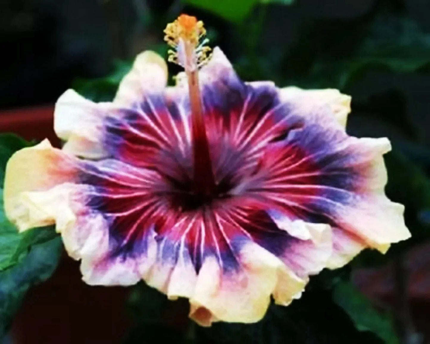 Madagascar Hibiscus Starter Plant 3-5" Hibiscus moscheutos Mallow Live Plant for Garden, Landscape, or Container